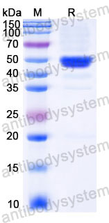 Recombinant Human CD14 Protein, C-His