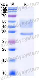 Recombinant Human MET/c-Met/HGFR Protein, C-His