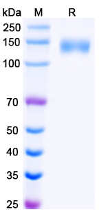 Recombinant Human CD49e/ITGA5 Protein, C-His