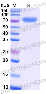 Recombinant Human CD48 Protein, C-Fc-His