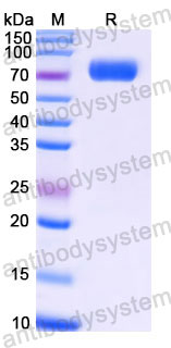 Recombinant Human CD48 Protein, C-mFc