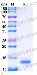 Recombinant Human CXCL1/NAP-3/GRO-alpha Protein, C-His
