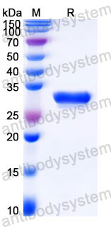 SDS-PAGE for Recombinant Human HMGB1 Protein, C-His ?>