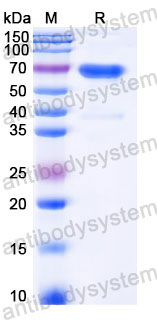 Recombinant Human CD7 Protein, C-Fc