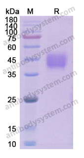 Recombinant Human TACSTD2/TROP2 Protein, C-His