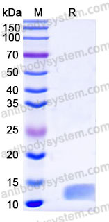 Recombinant Human IL8/CXCL8 Protein, C-His