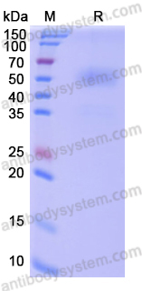 Recombinant Human CD37/TSPAN26 Protein, C-Fc