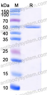 Recombinant Human PSG2 Protein, C-His