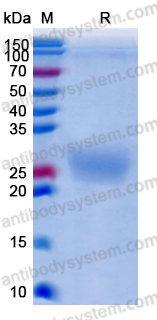 Recombinant Human CD32/FCGR2A (H167) Protein, C-His