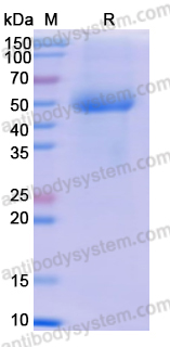 Recombinant Human RNASE3/ECP Protein, C-Fc