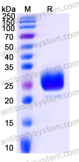 Recombinant Human RNASE3 Protein, C-His