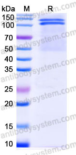 Recombinant Human CD324/CDH1 Protein, C-His