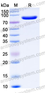 Recombinant Human CD324/CDH1 Protein, C-His