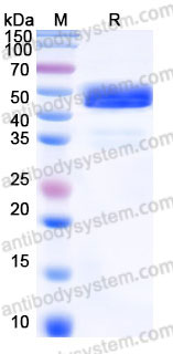 Recombinant Human TDGF1/CRIPTO Protein, C-Fc