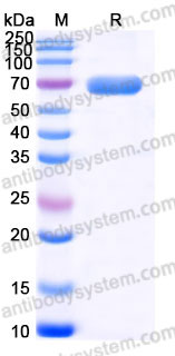 Recombinant Human CD142/F3/TF Protein, C-Fc