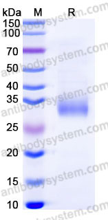 Recombinant Human PRG2/MBP Protein, C-His