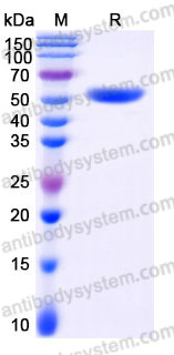 Recombinant Human CPM Protein, C-His