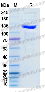 Recombinant Human IDE Protein, C-His
