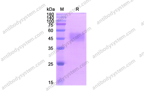 Recombinant Human CD19 Protein, C-His