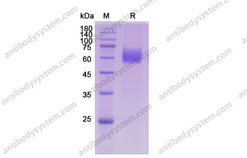 Recombinant Human CD116/CSF2RA Protein, C-His