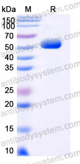 Recombinant Human CD46 Protein, C-His