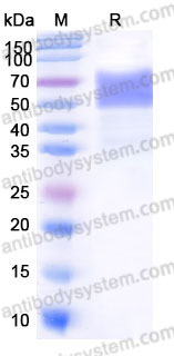 Recombinant Human CD227/MUC1 Protein, C-Fc