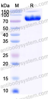 Recombinant Human CD44 Protein, C-Fc