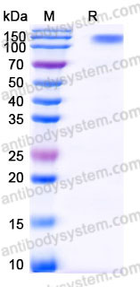 Recombinant Human CD62P/SELP Protein, C-Fc