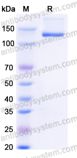 Recombinant Human CD31/PECAM1 Protein, C-Fc