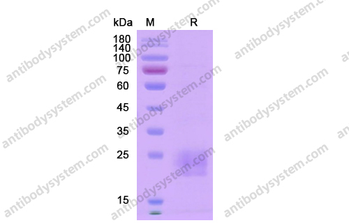Recombinant Human CD152/CTLA4 Protein, C-His