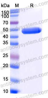 Recombinant Human CD152/CTLA4 Protein, C-mFc