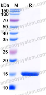Recombinant Human CCL3L1 Protein, C-His