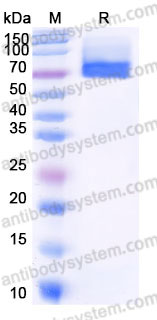 Recombinant Human CD127/IL7R Protein, C-Fc-His