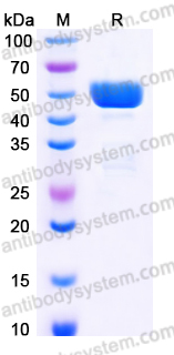 Recombinant Human BPI Protein, C-His