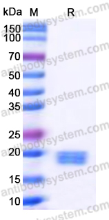 Recombinant Human GM2A Protein, C-His