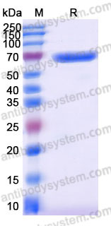 Recombinant Human LBP Protein, C-His