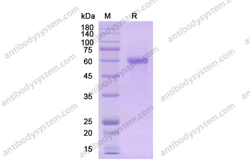 Recombinant Human CD223/LAG3 Protein, C-His