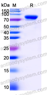 Recombinant Human CD138/SDC1 Protein, C-Fc