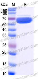 Recombinant Human EPOR Protein, C-Fc