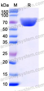 Recombinant Human CD58/LFA3 Protein, C-Fc