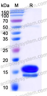 Recombinant Human PI3 Protein, C-His