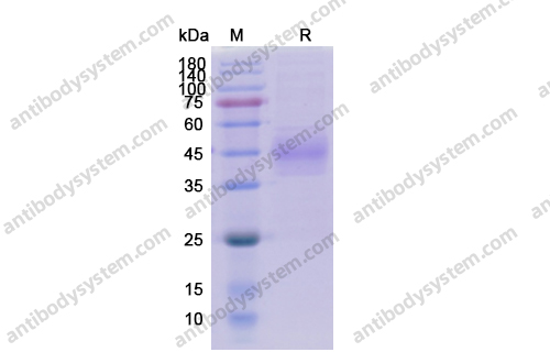 Recombinant Human CD33 Protein, C-His