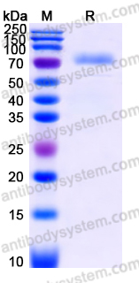 Recombinant Human CD33/Siglec-3 Protein, C-Fc-His