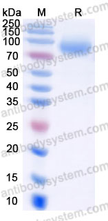 Recombinant Human CD22/Siglec-2 Protein, C-His