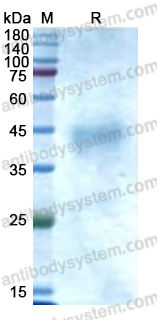 Recombinant Human CD120b/TNFRSF1B/TNFR2 Protein, C-His