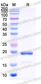 Recombinant Human IL11 Protein, Tag free