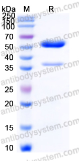 Recombinant Human EFNA1 Protein, C-Fc
