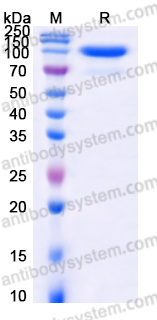 Recombinant Human CD73/NT5E Protein, C-Fc