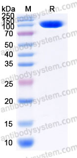 Recombinant Human CD332/FGFR2 Protein, C-Fc