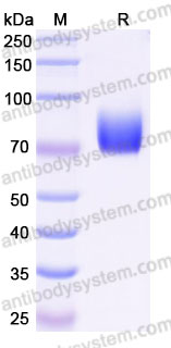 Recombinant Human CD332/FGFR2 Protein, C-Fc